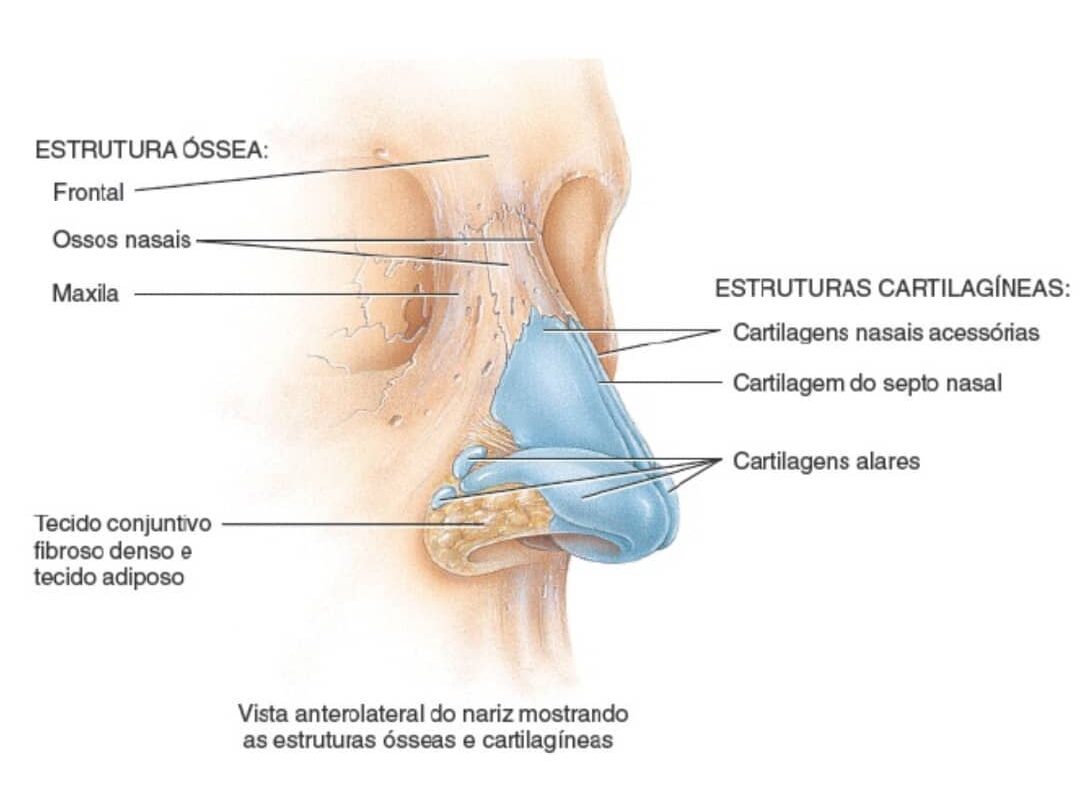 Estruturas anatômicas do nariz